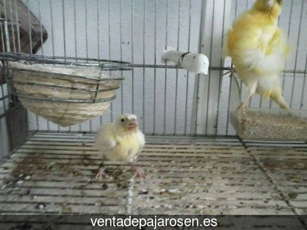 Cria de canarios en casa Torremejía?
